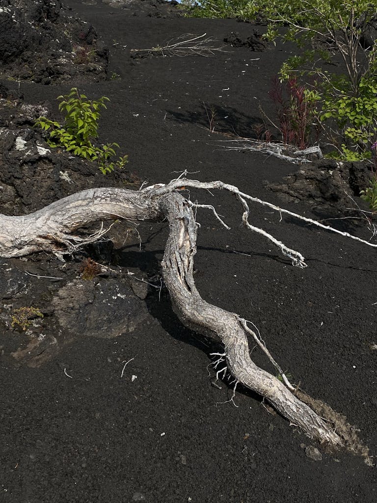 Dry tree growing on sandy terrain in sunlight